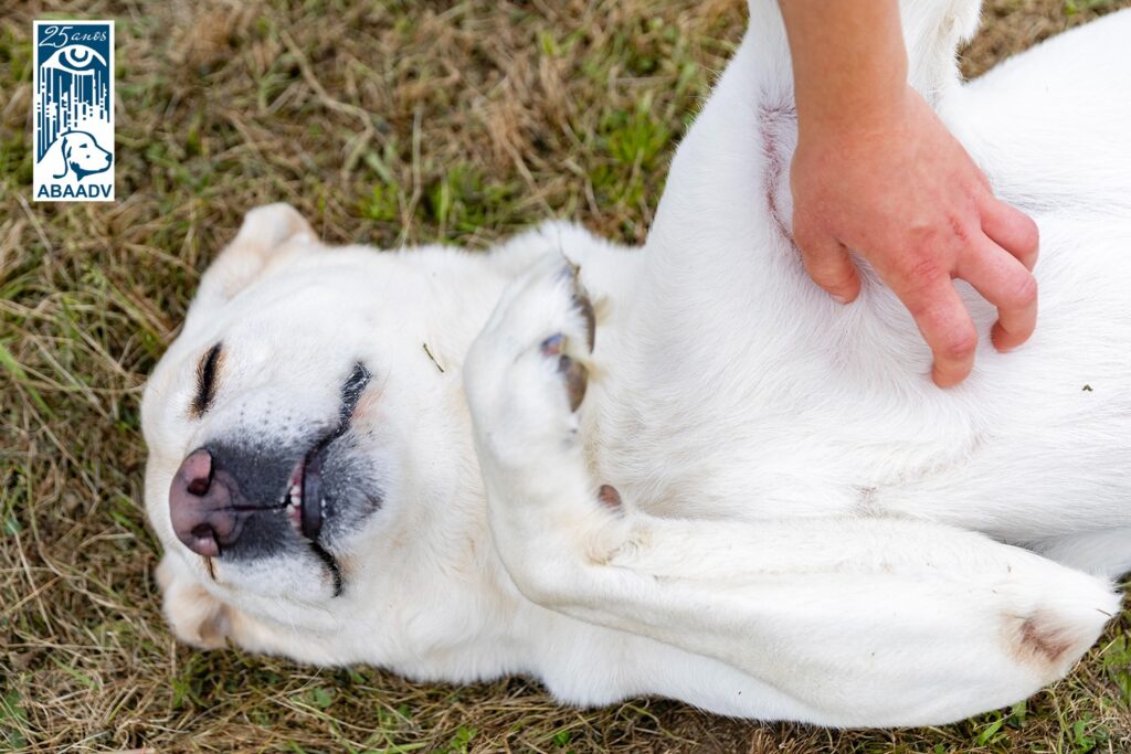 Cão labrador branco deitado na relva a receber festas na barriga